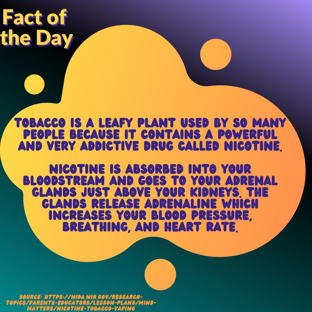 Tobacco is a leafy plant used by so many people because it contains a powerful and very addictive drug called nicotine. While nicotine is addictive, most of the health effects come from other tobacco chemicals.