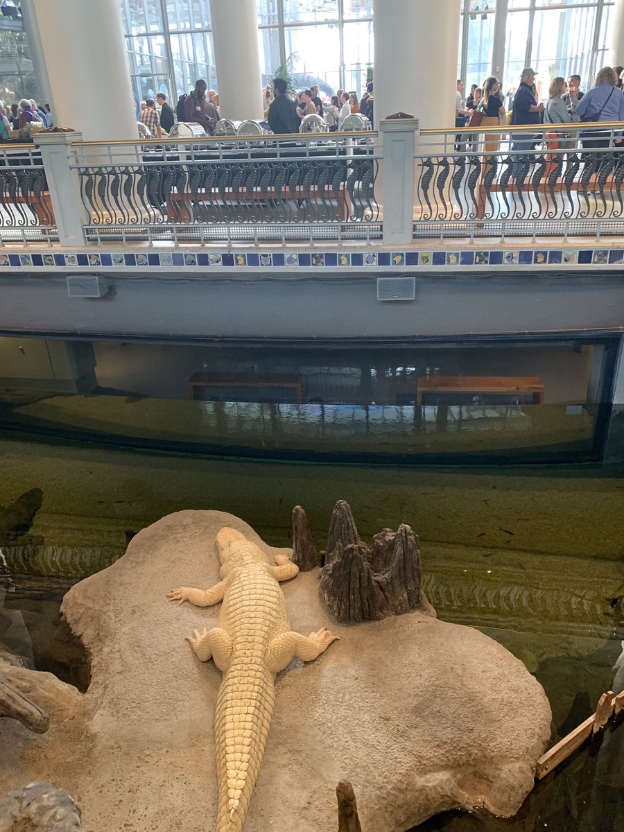 DitiJay's tweet image. Throwback to last night and Claude just observing the participants at #SPNHC2023 @calacademy