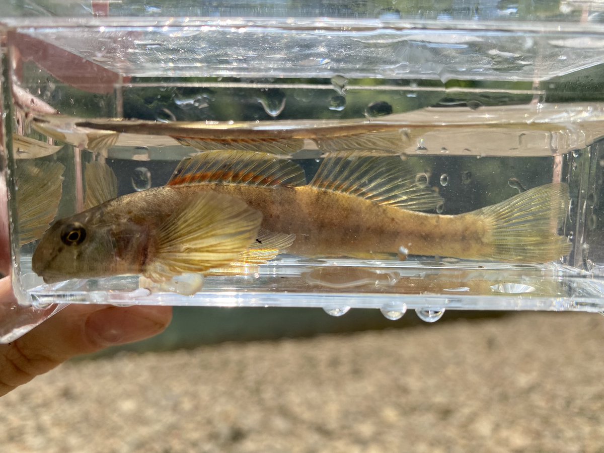 Great day on Mill Creek for sampling as part of our darter diet research. Pictured is a Banded Darter and a Greenside Darter.