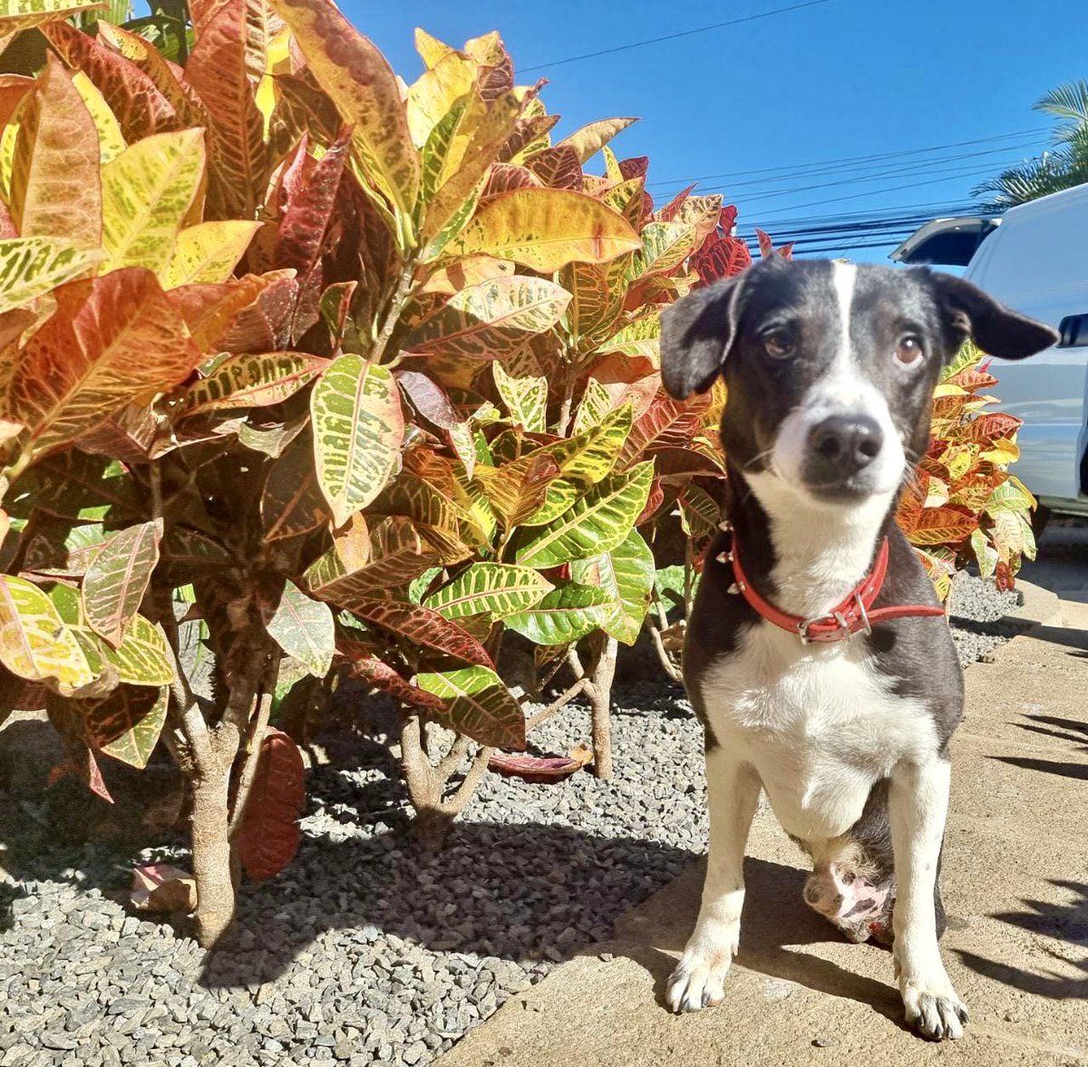 LandofStrays's tweet image. In Territorio, we try to give the animals all the attention we can.

He is #Pinguino, a puppy with an indomitable soul. Although we had to amputate his hind legs and tail, he goes through life like a true warrior.
