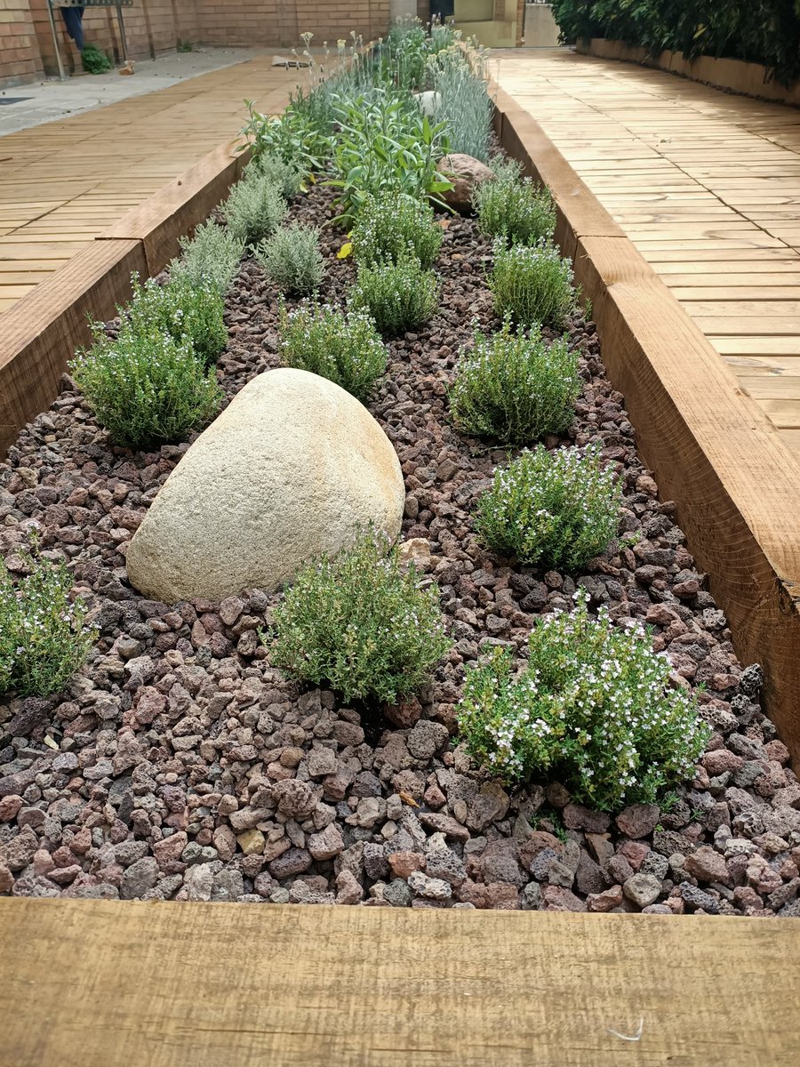 mfern369's tweet photo. Precioso espacio de plantas medicinales. Respira un tranquilo aire de jardin japonés ⛩️🍱⛩️ @iesteveterradas https://t.co/q6UAWkLV3f