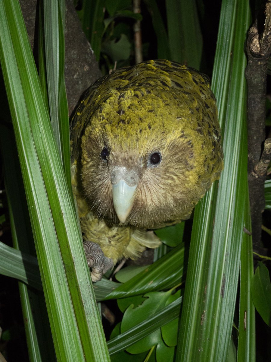 On #WorldParrotDay, don’t forget about the biggest and best one! 😁 #kakapo #conservation