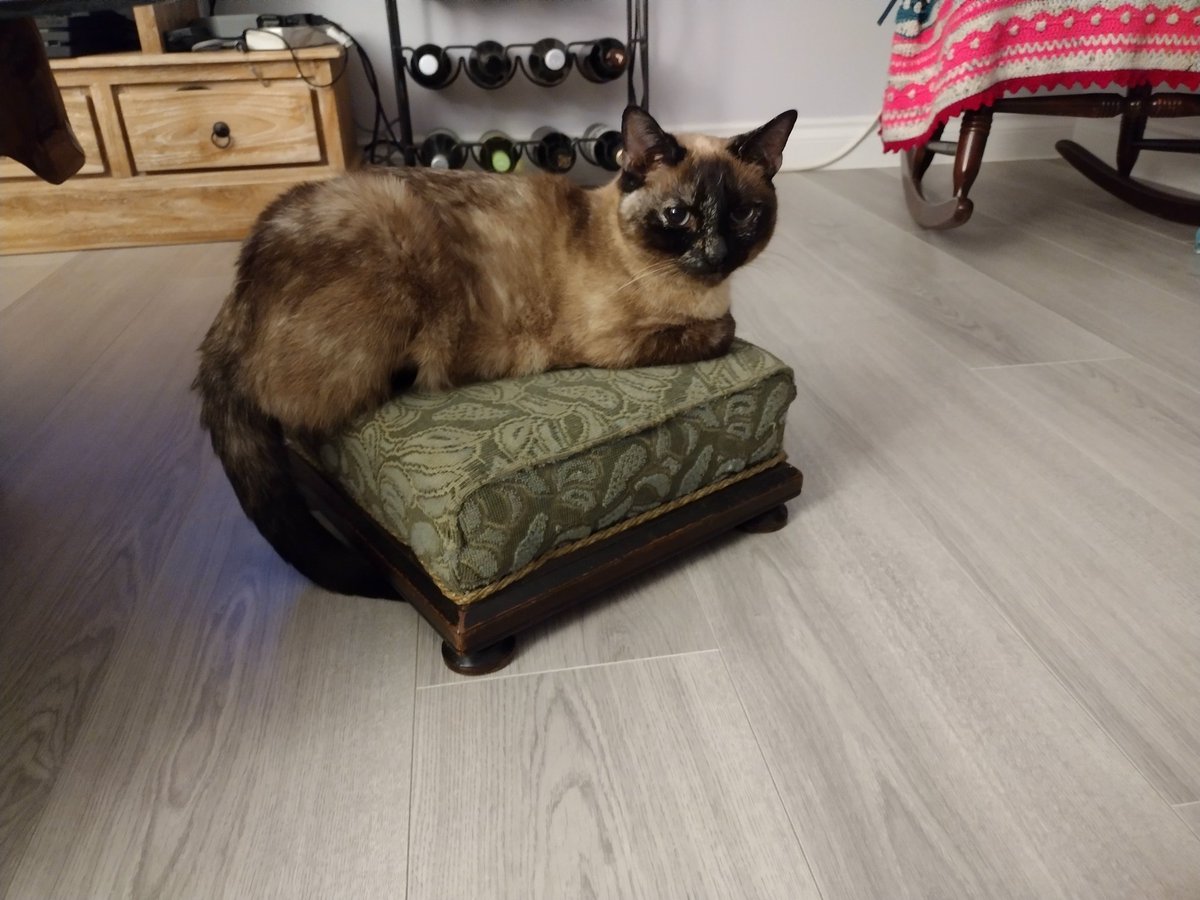 When you bought yourself a Victorian Footstool, so get more easy into the Victorian Bed, but the cat has other plans for your goodie...

#victorian #victorianfootstool #footstool #antique #antiquefootstool #cat #siamese #siamesecat #otherplans #iow #isleofwight #goodies