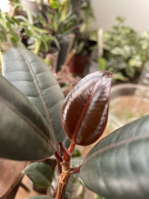 希少☆年代物☆臼☆ウス☆ビオトープ☆メダカ飼育☆欅? 年中行事