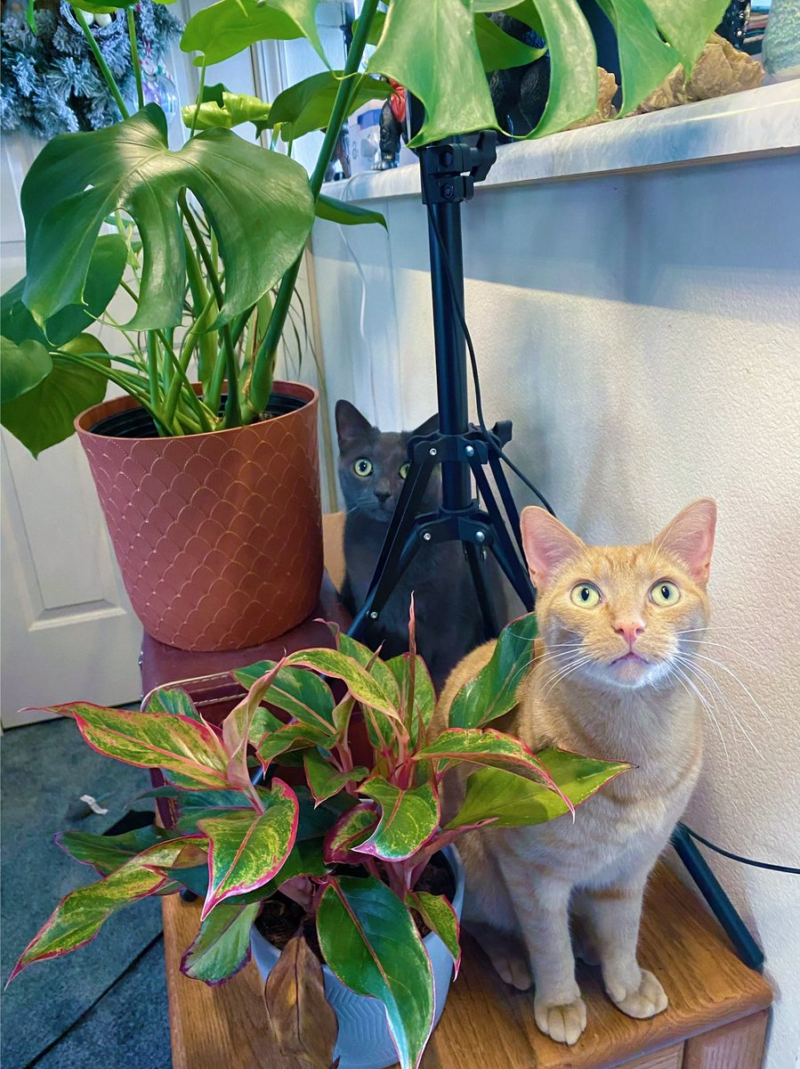 generalcatnobi's tweet photo. hello ther . i have been busy on mine adventurrs … . 🐅 https://t.co/7y788EYTID