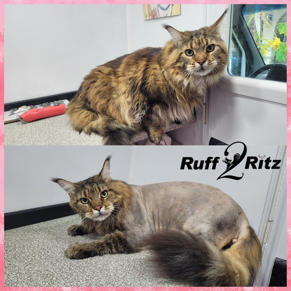 Before n after #mainecoon Lion Cut trim