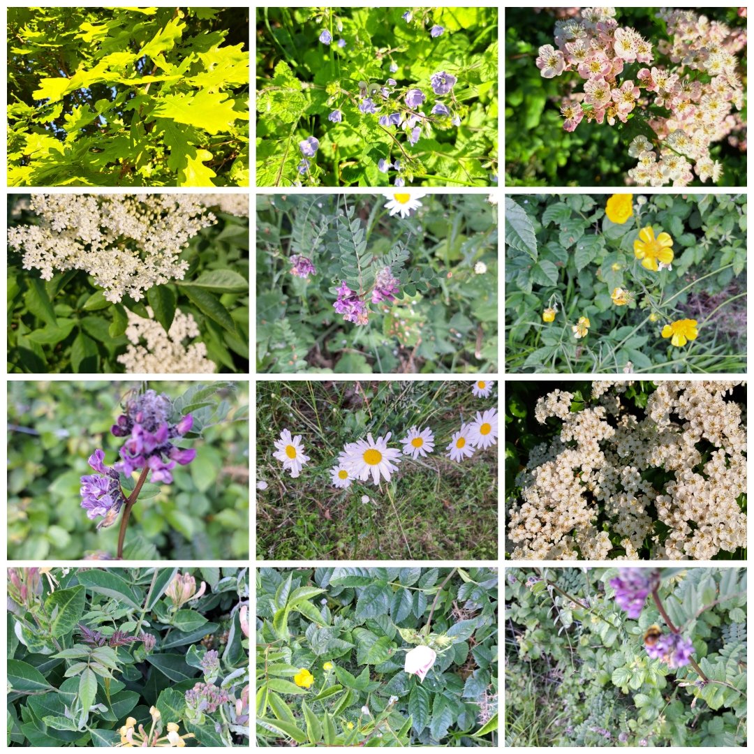 Plenty of biodiversity happening in @stfechins 🐝🌿🌱🌸