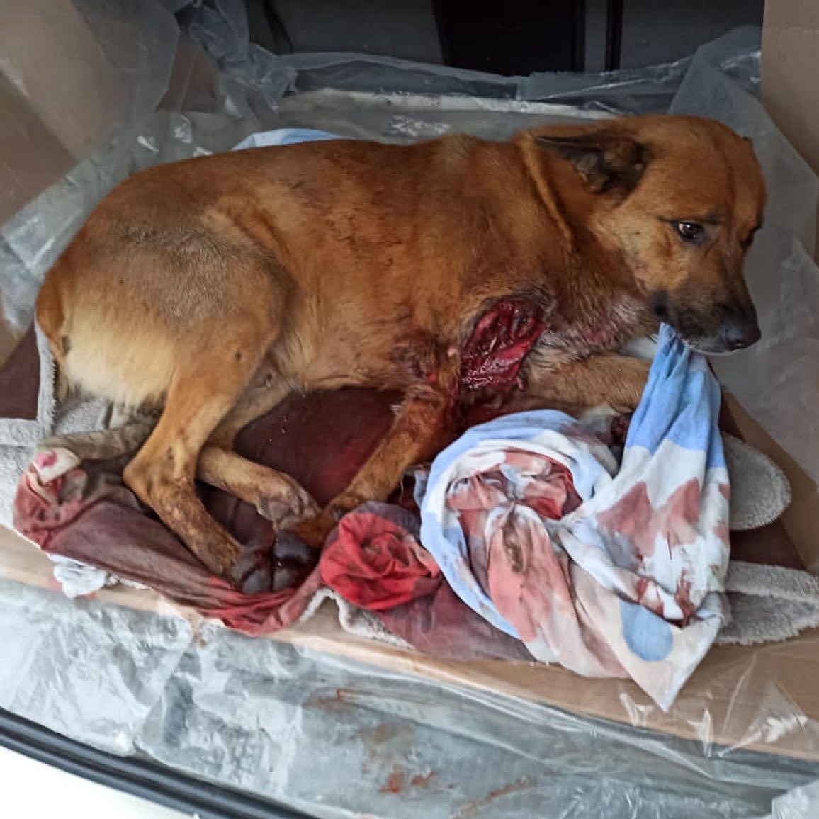 urallfunny's tweet photo. KINDLY DONATE TO HELP
Louis was sentenced to death for no reason other than being homeless and alone. Despite his kind and gentle nature, he was led to the train tracks by the promise of food and human attention. https://t.co/HWmpTUwt8D