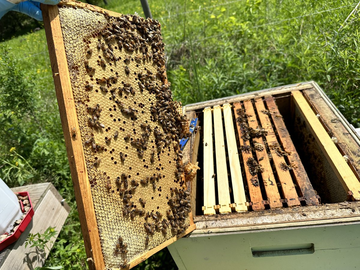 Who likes some nice looking brood? #beekeeping #beekeeper #carniolan #backyardbeekeeping #sustainability #savethesebees