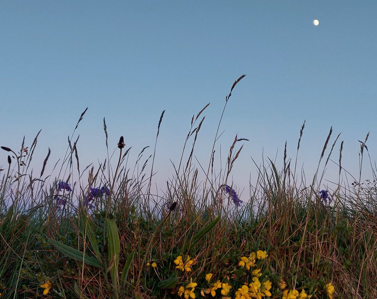 Bluebells, birds foot trefoil and orchids all on the verges that have been mow free in partnership with <a href="/thebotanistgin/">The Botanist Gin</a> for 2 years