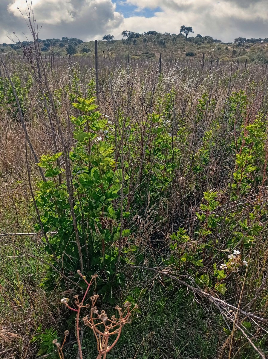 Os nossos advogados reuniram com o gov para dar seguimento à arbitragem. Finalmente! Em breve iremos iniciar a crowdfunding sem a qual a arbitragem não será possível. 
Hj estive na quinta e p/ meu espanto as plantas voltaram à vida: há dois anos q não davam fruta. Será presságio?