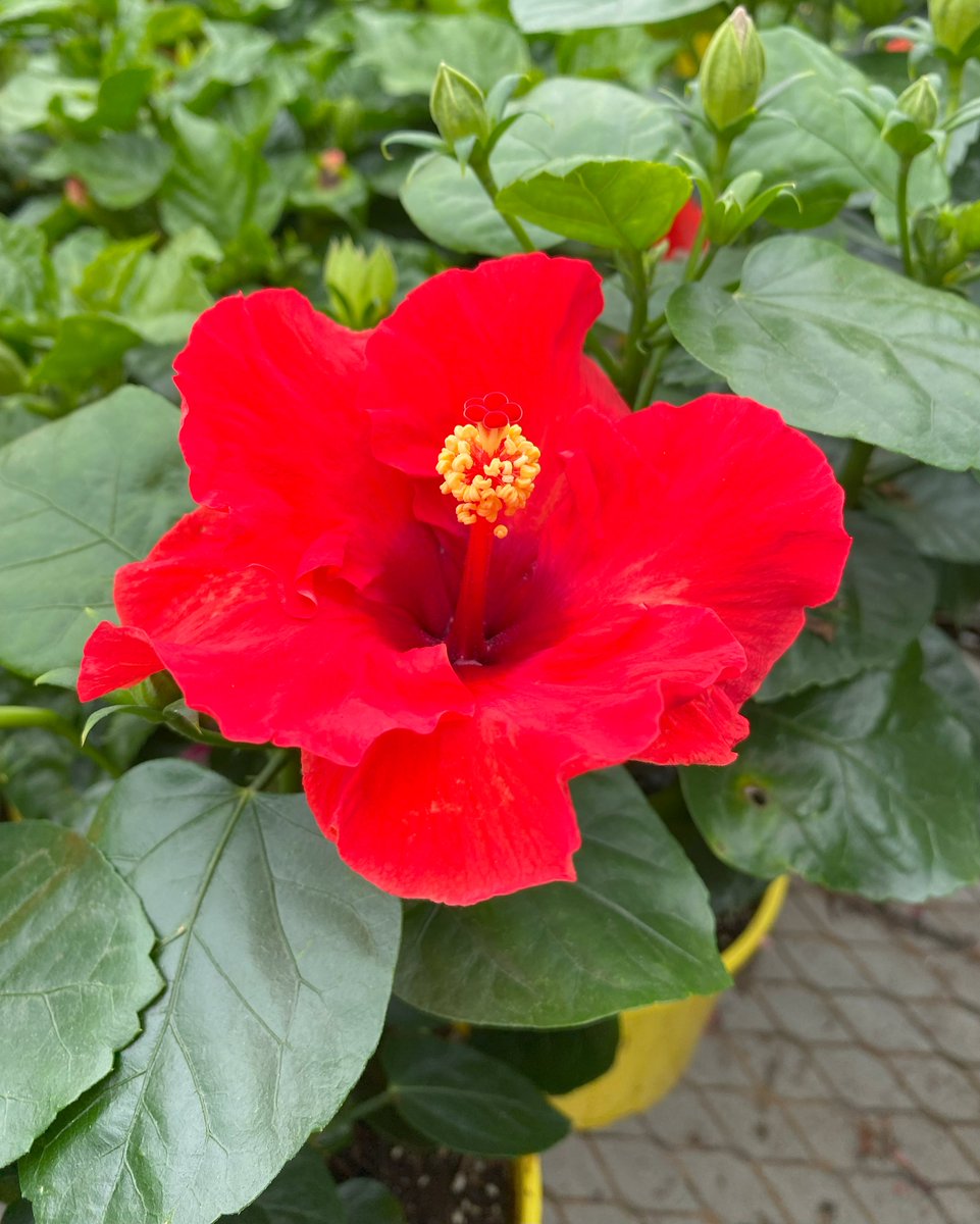 Altman_Plants's tweet photo. May gray, make some room (you too, June gloom). It’s Sunscape®️ Hibiscus season now. This Altman Plants-bred 💥 of tropical hibiscus goodness is named Tiki. 

Spotted this past weekend at a retail partner garden center. #plantbreeding #hibiscus #gardencenter https://t.co/M48IHskrS6