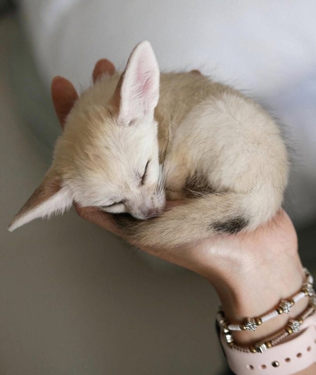 FennecEveryHr's tweet image. 