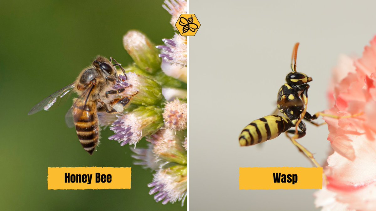 BeeManBuzz's tweet photo. Did you know?
Honey bees can sting only once, but wasps can sting multiple times. π
Don't put yourself at risk trying to identify the species. We got your back! π
π (949) 455-0123
π https://t.co/HVJDaYv0Qz
#TheBeeMan #beemanbuzz #beeremoval #beeremovalandrelocation https://t.co/C7dxWqq0vi
