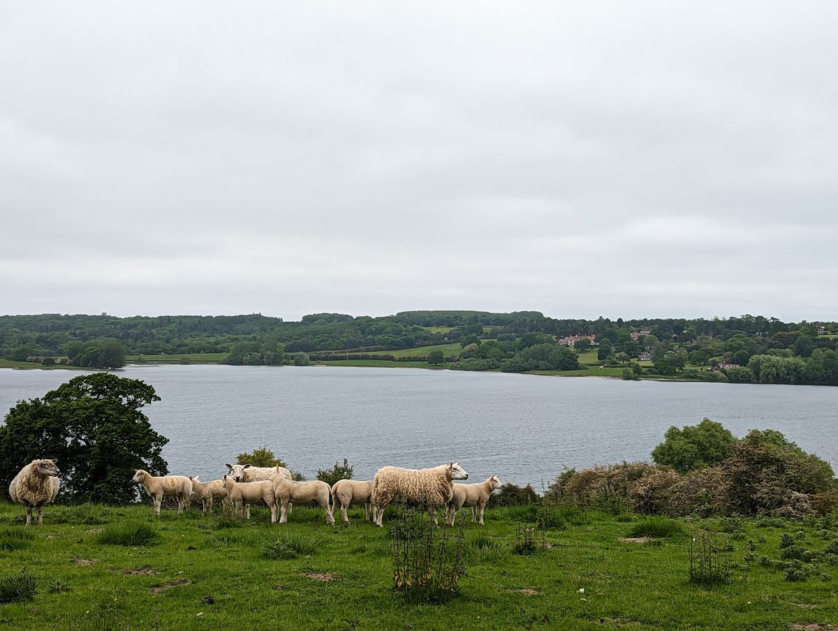 Dr Tiffany Harte tweet media