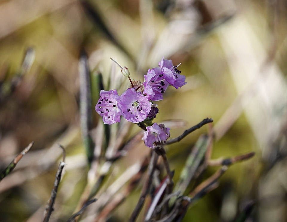 WildAdks's tweet photo. The Bog Laurel is in bloom on Barnum Bog at the Paul Smith’s College VIC, Franklin County, NY (30 May 2023). https://t.co/UMUgo3ah4g
#BogLaurel #adirondackwetlandplants #pscvic @pscvic #springwatchadirondacks #springwatchadk #barnumbog #paulsmithscollegevic https://t.co/uPnsszGct2