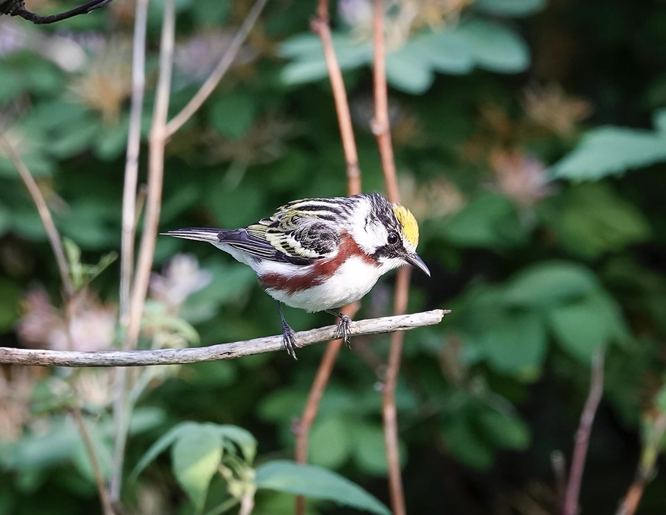 WildAdks's tweet photo. In the Adirondack Park, Chestnut-sided Warblers usually arrive the first week in May. Chestnut-sided Warbler, Essex County, NY (31 May 2023). https://t.co/EEGvpKYJd3
#ChestnutSidedWarbler #AdirondackWarblers #Warblers #SpringWatchAdirondacks #SpringWatchADK #adirondackwildlife https://t.co/NFsWYh3R6P