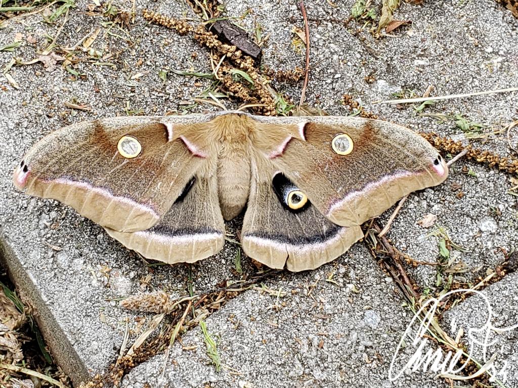CassieJFox's tweet photo. #BackyardBeauties Look who visited us today. Beautiful moth with spots like eyes. Fuzzy fur on its body.Lets look up what kind it is. #Moth #Butterfly #Mothra #ThingswithWings ๐ฆ @MsB0759 @JoniKni56808241 @oakgiraffes @SudoNimh @sjoy1125 @OdieOrville @JewelBa12199537 @RRKetcham4 @DominoConcetta @rwyjunior