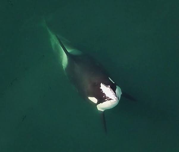 Leonora Milan tweet media