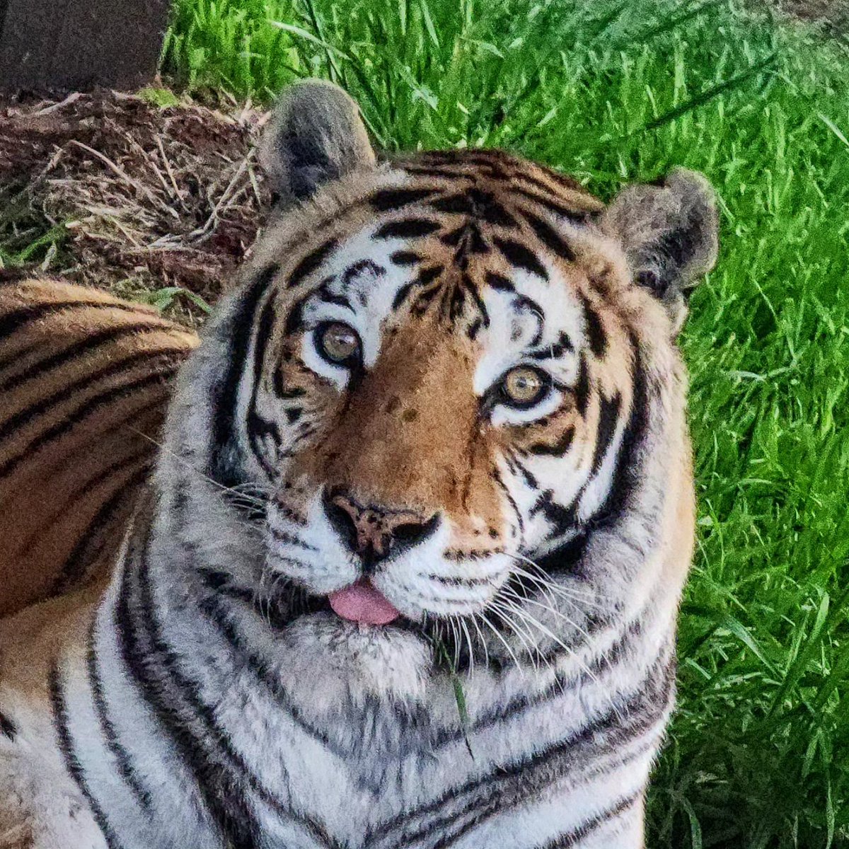 BigCatDerek tweet picture