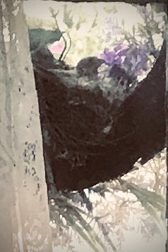 PlanetJCG's tweet image. Nesting #finch on my front door ~ #Spring2023