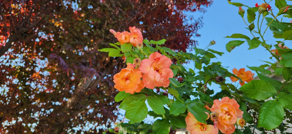 STAT1STICK's tweet photo. A photo from my garden. I like gardening. 🙂

#roses #tree #colorful #beautiful #green #bluesky #garden #hobby https://t.co/8g5viQrM64