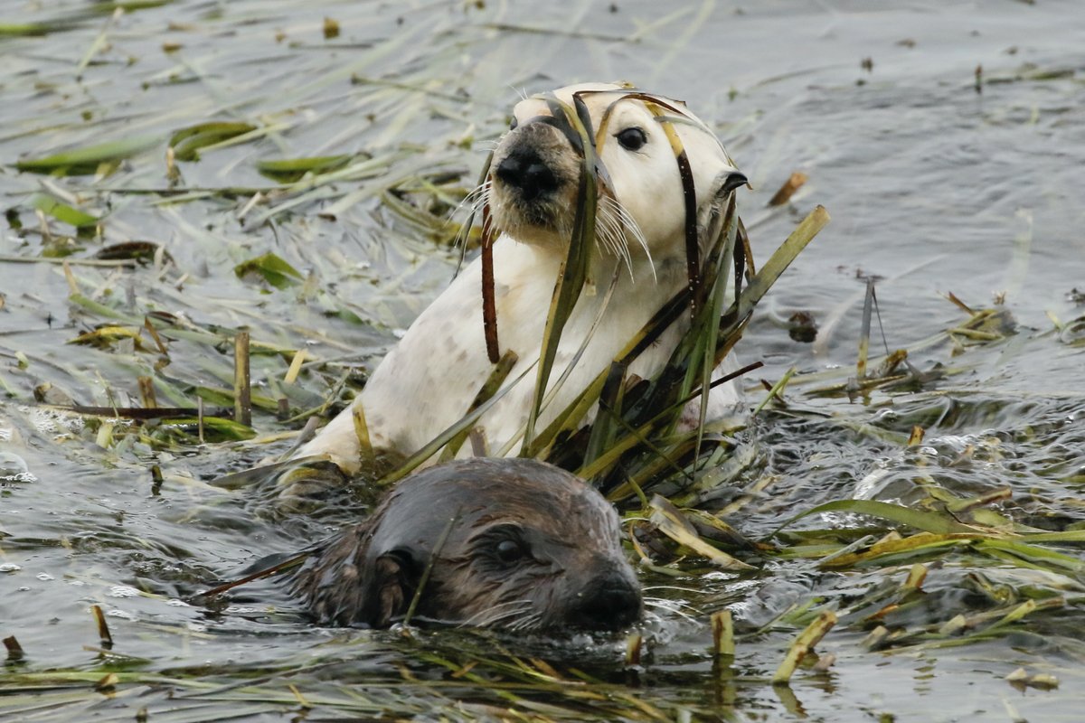 Happy #WorldOtterDay!🦦💜 #seaotters #MorroBay #HeartHome