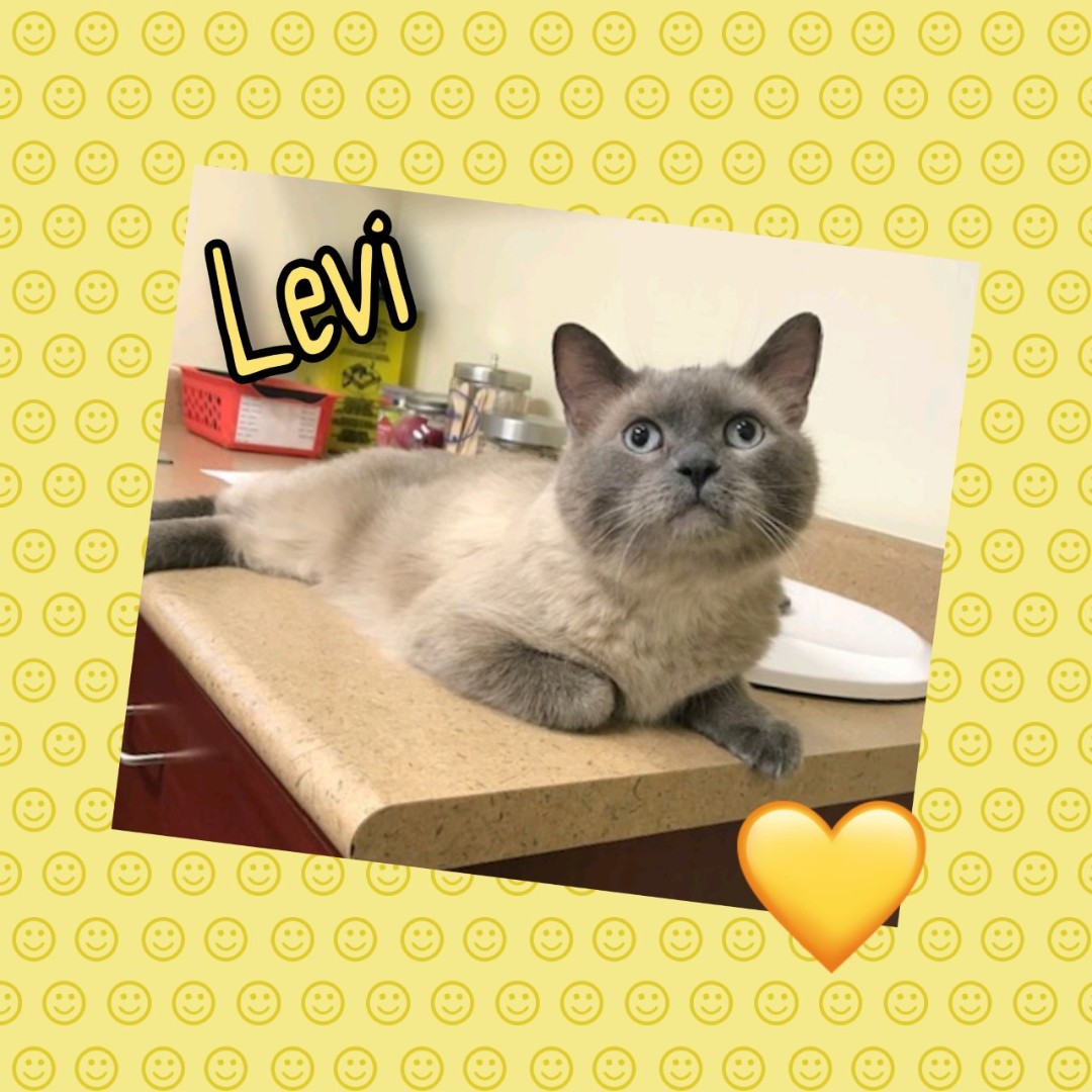 Meet Levi!
#Petoftheday #kingston #ontario #24hrhospital #afterhoursvet #veterinarycare #petcare #animalhospital #24hour #princessanimalhospital #kingstondowntownanimalhospital