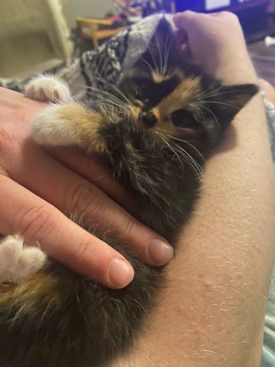 D1ckota's tweet photo. The new kitty is so ridiculously cute https://t.co/iEkqSRg1hc