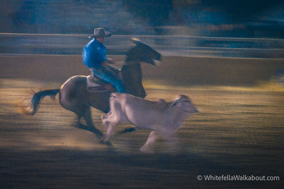 wfwalkabout's tweet photo. Campdraft #4

Australian Stock Horse Society Campdraft, Katherine, Northern Territory. Evening competition under lights. https://t.co/UQocmrdutM