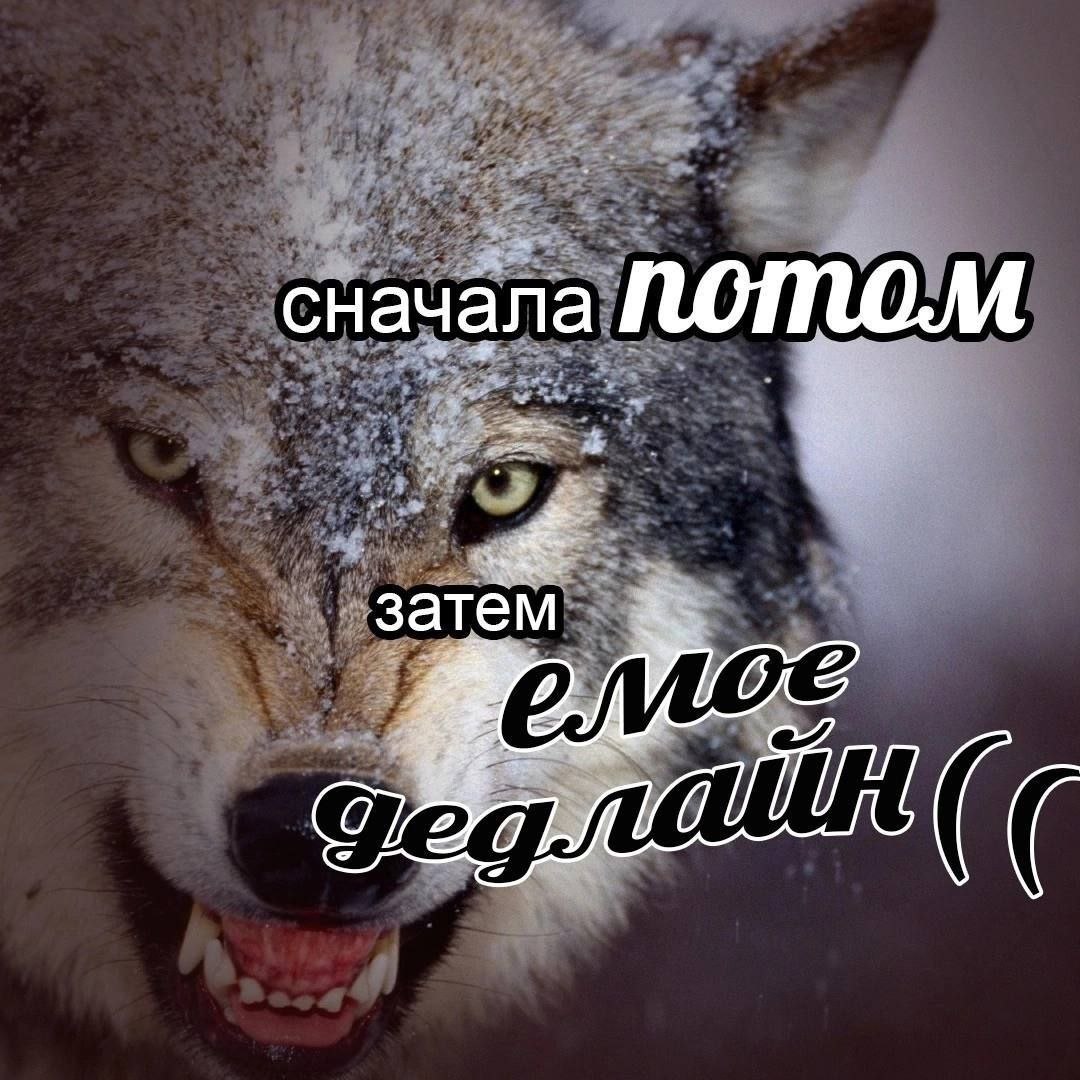 teamashina's tweet photo. Извините, мои 126 верных читателей, новых картинок нет, меня ебёт диплом https://t.co/oa1jGRoARx