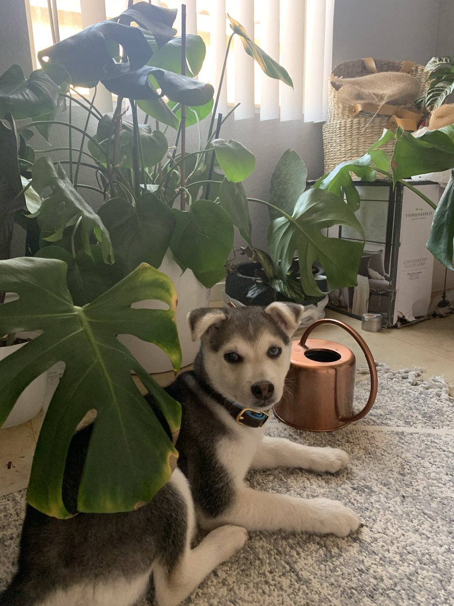 FoliageFun's tweet photo. 🌱 Plant Spotlight: The Monstera Deliciosa, aka the Swiss Cheese Plant, is famous for its large, fenestrated leaves and tropical vibes. This beauty thrives in bright, indirect light and enjoys regular misting. Share if you love Monstera too! 🌿 #PlantSpotlight #MonsteraLove https://t.co/sLs7YGEOt8