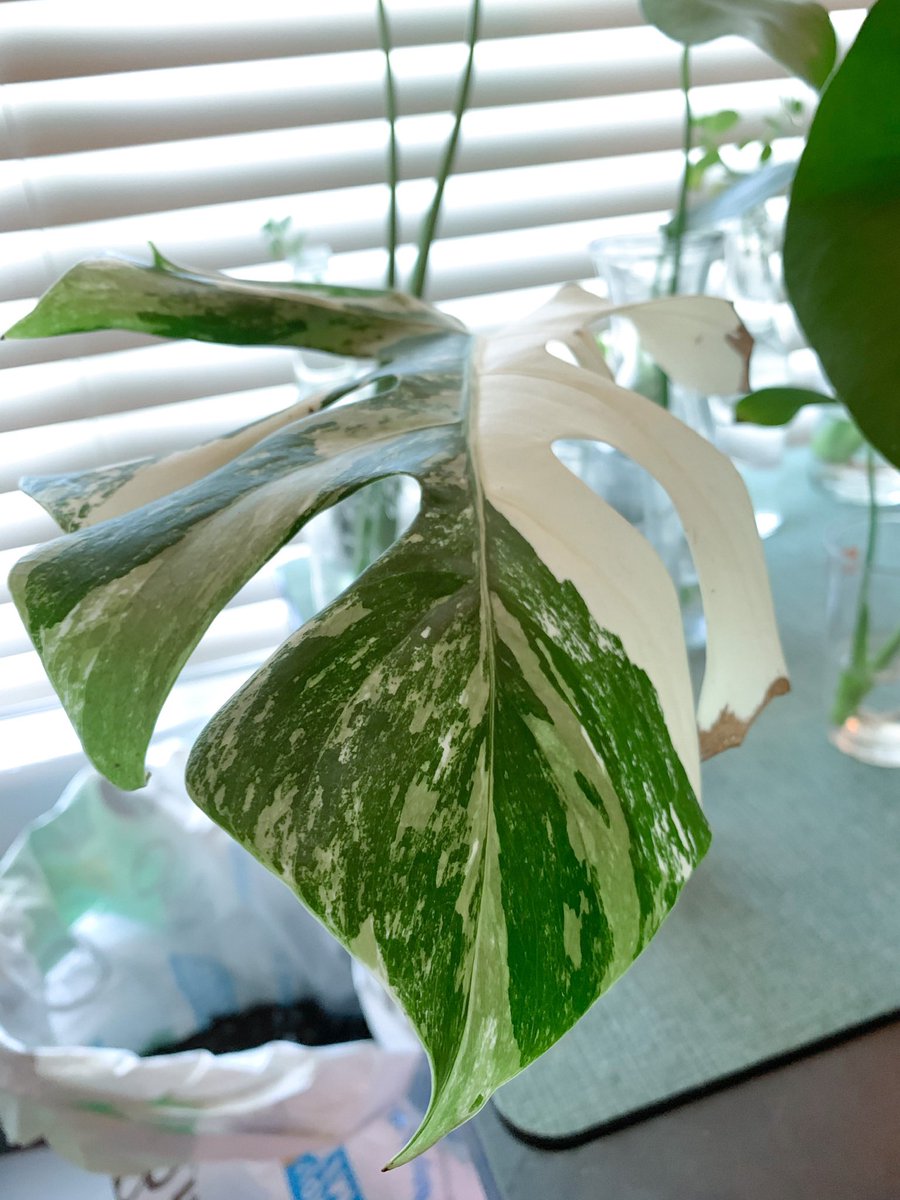 FoliageFun's tweet photo. 🌱 Plant Spotlight: The Monstera Deliciosa, aka the Swiss Cheese Plant, is famous for its large, fenestrated leaves and tropical vibes. This beauty thrives in bright, indirect light and enjoys regular misting. Share if you love Monstera too! 🌿 #PlantSpotlight #MonsteraLove https://t.co/sLs7YGEOt8