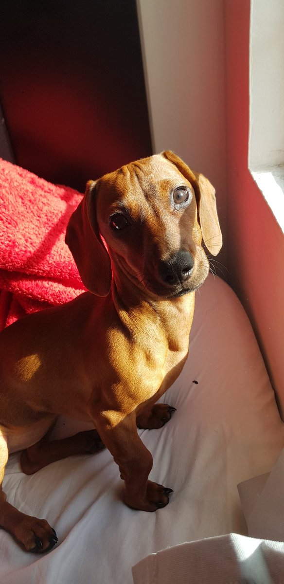 ODDCarlitos's tweet photo. @TMREsports @SaprissaEsports @banditsgaming_ @fuegocw @peek_gaming @WaiaSnikt @descuydadogg @JanusEsports @osaka__gg @lvplolnorte @PirateDreamgg 🌭🌭 https://t.co/f3sWFzgN4F