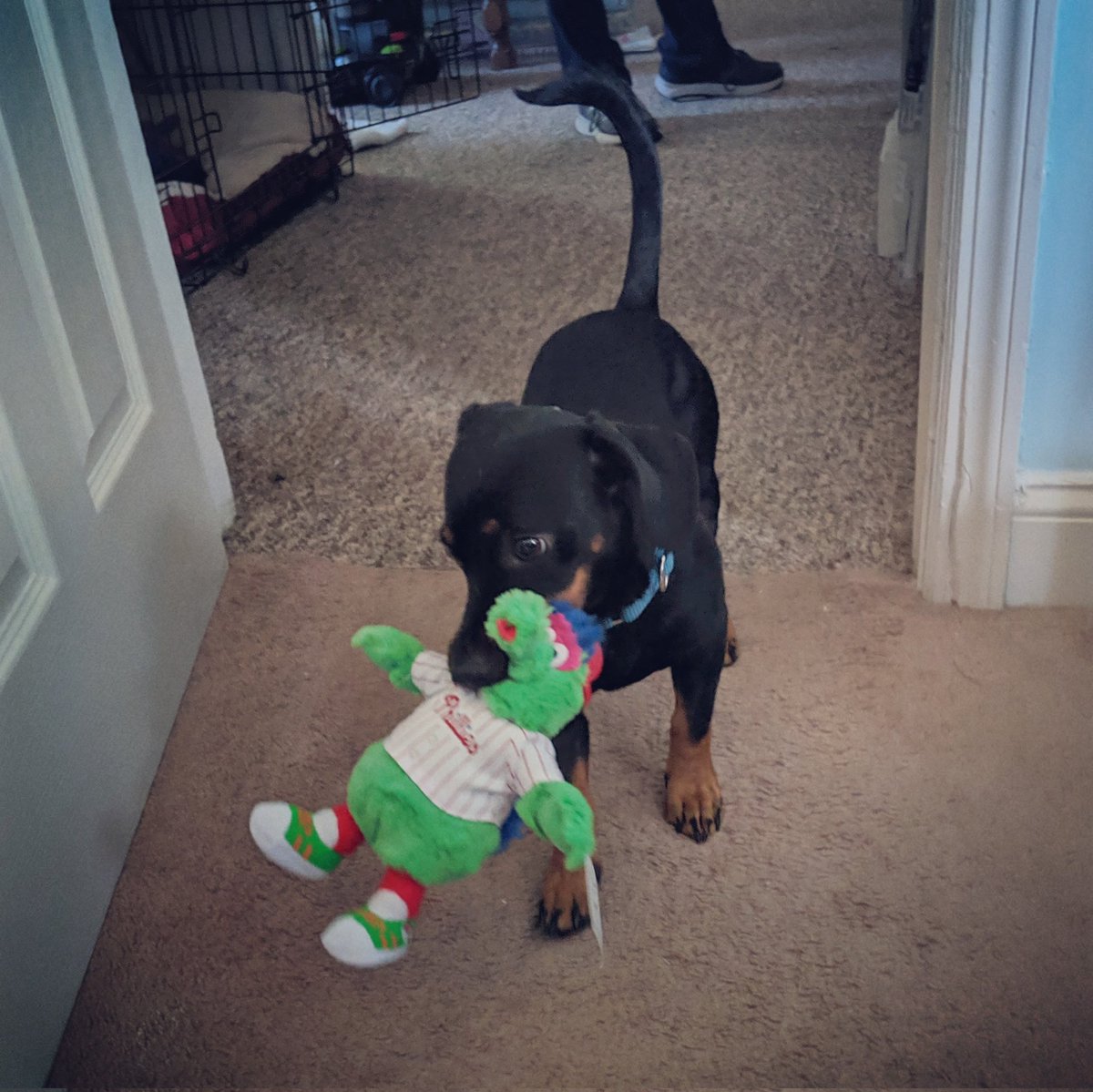 RealHazMatt31's tweet image. Thor! #MetsPregame #LGM