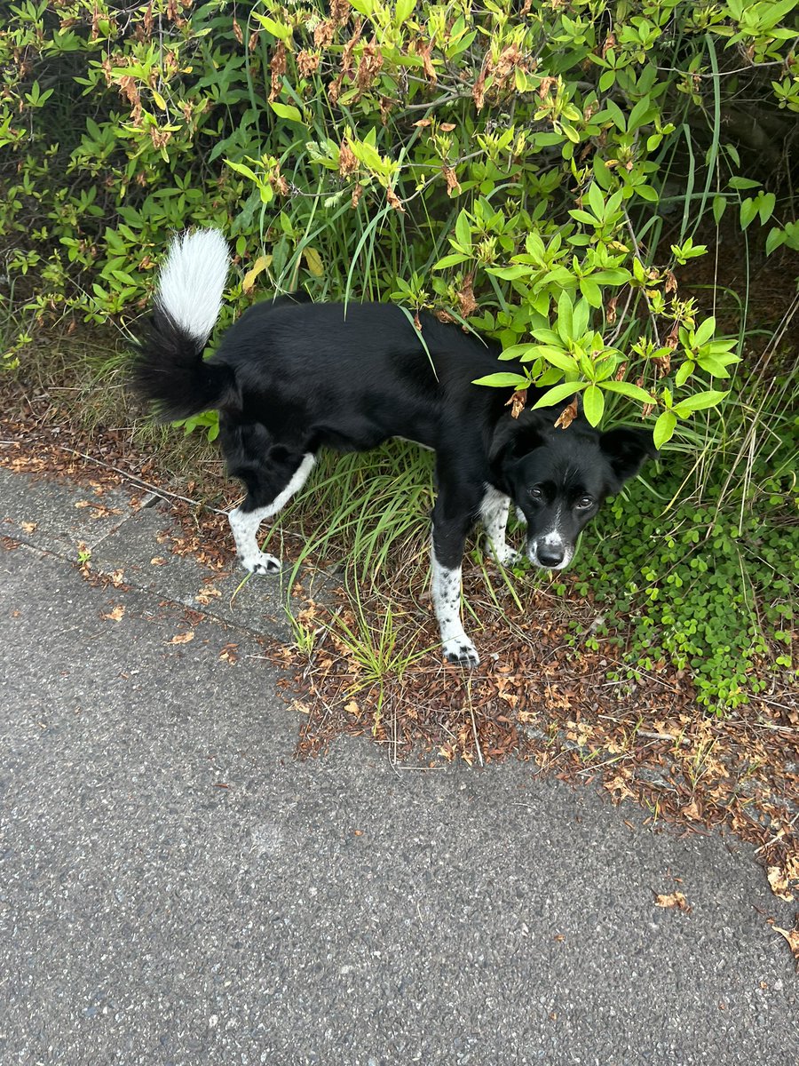 cocoaGG14's tweet photo. ドンキ周辺に首輪をしていない
黒い犬います
どこからか　逃げた犬の様です
人慣れしているみたいです
心当たりある人いますか。
#迷子
#迷子犬
#黒い犬
#白い尻尾
#いわき市
#中央台
#ドンキホーテ https://t.co/njABRKkHJk