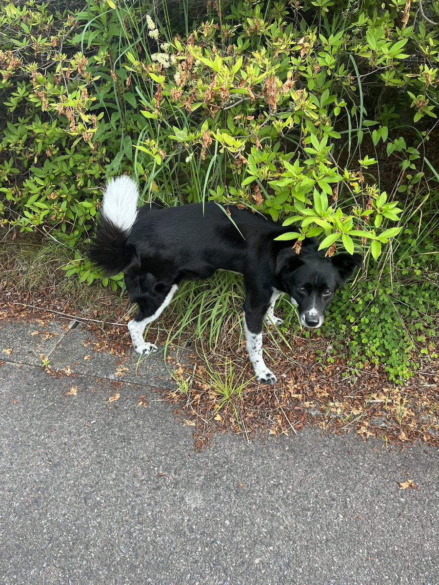 cocoaGG14's tweet photo. ドンキ周辺に首輪をしていない
黒い犬います
どこからか　逃げた犬の様です
人慣れしているみたいです
心当たりある人いますか。
#迷子
#迷子犬
#黒い犬
#白い尻尾
#いわき市
#中央台
#ドンキホーテ https://t.co/njABRKkHJk