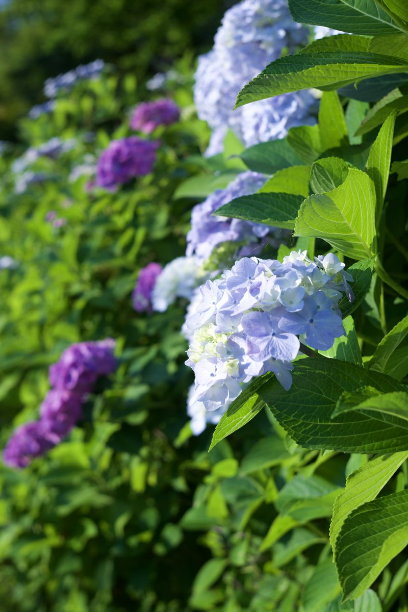 Azzzzzmcat's tweet photo. #Nikon
#紫陽花
#105mc https://t.co/AmiHmmEgjm