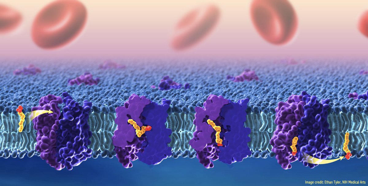 DoreenMatthies's tweet photo. We are delighted to share our work on an omega-3 fatty acid transporter in collaboration with Tamir’s group @gonenlab. Our cryo-EM studies reveal multiple ligand binding states shedding light on the translocation mechanism of this lipid transporter. https://t.co/jQjHlbpeO3 https://t.co/bsMN8lBbND