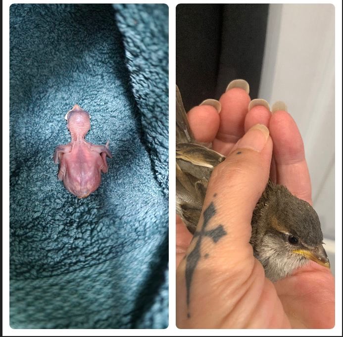 Check out this amazing transformation journey. Our amazing rehabber Joelle  has done it again! I’ll be sharing more of her transformation videos throughout the week 💚💚💚 #birdtwitter #rehabberdiaries