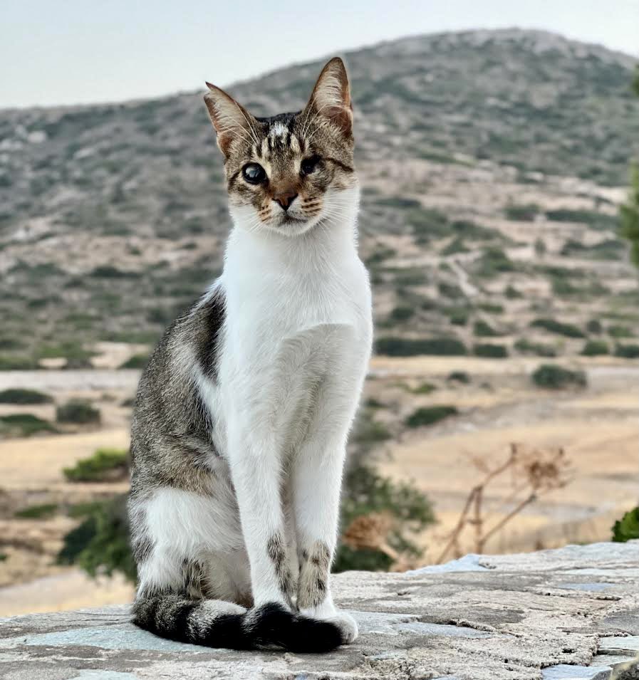 Meet partially sighted Chilli who lives in the hilltop cat colony and whose sight we saved when we found him as a kitten with a terrible eye infection.
You can help the #cats by donating now to fund vital medicines, neutering & food. Purr!
#CatsAreFamily 
gofundme.com/f/cats-of-irak…