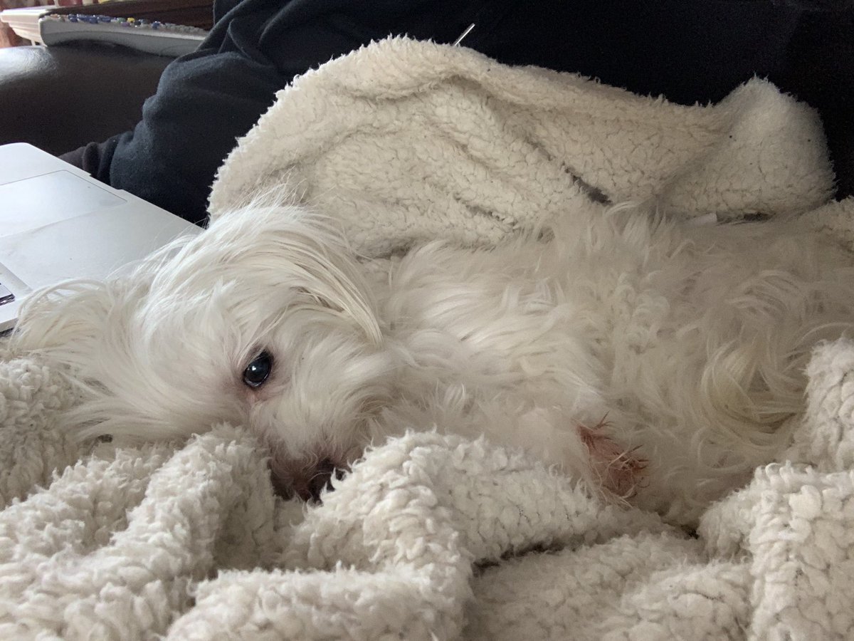 Kay Campbell tweet media