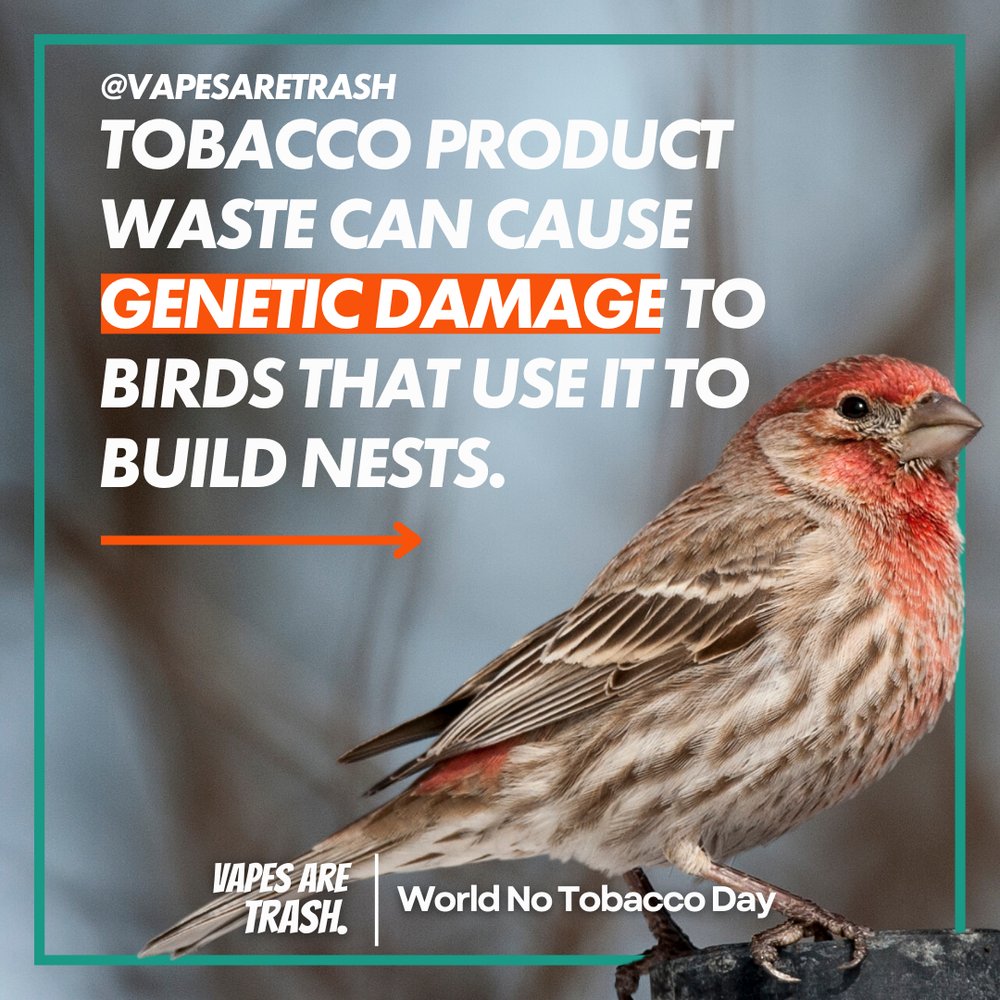 The tobacco industry harms people and the environment at every stage of production, use, and disposal of its products. This World No Tobacco Day, help us spread the word about the environmental impacts of the tobacco industry. #NoTobacco #vapesaretrash #NoWorldTobaccoDay