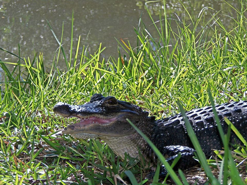 Bobby Howe 🇺🇸 on Twitter "Lake Washington Melbourne Florida Gator 