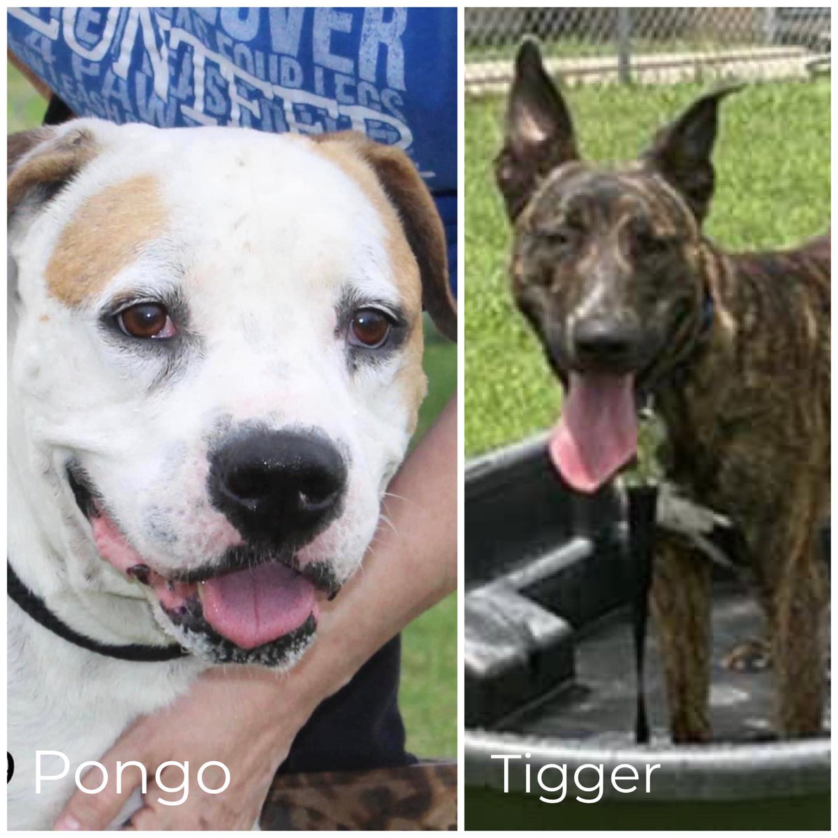 RoCoGB's tweet photo. ‼️DON’T Let TEXAS Get Away With Murder
CorpusChrsti ACS TX will KILL SIX beautiful pups 6/2
B/fb shelter’s full!
Pups need YOUR help
Can U #pledge, help attract #Rescues
🚙 💨💨to shelter #Adopt your furever companion
🆘Sleepy
#A350781
❌Nero
#A352131
‼️Tigger
#A355307
🏴☠️Pongo
#A355609
⚠️Scooby
A352701
☠️Rose
#A355368