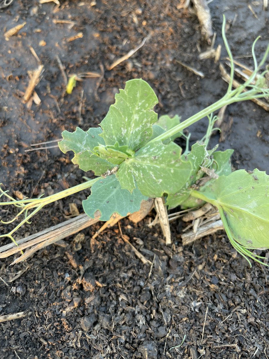 SynergyAGYktn's tweet image. Pea scouting tip! 🔎
When walking pea fields take a look to see if there is any notching on the leaf margins. If you notice notching then you have Pea Leaf Weevil. Seed treatments are the only control option in the market today.
#synergyag #rootsyoucancounton #scoutingtips #peas
