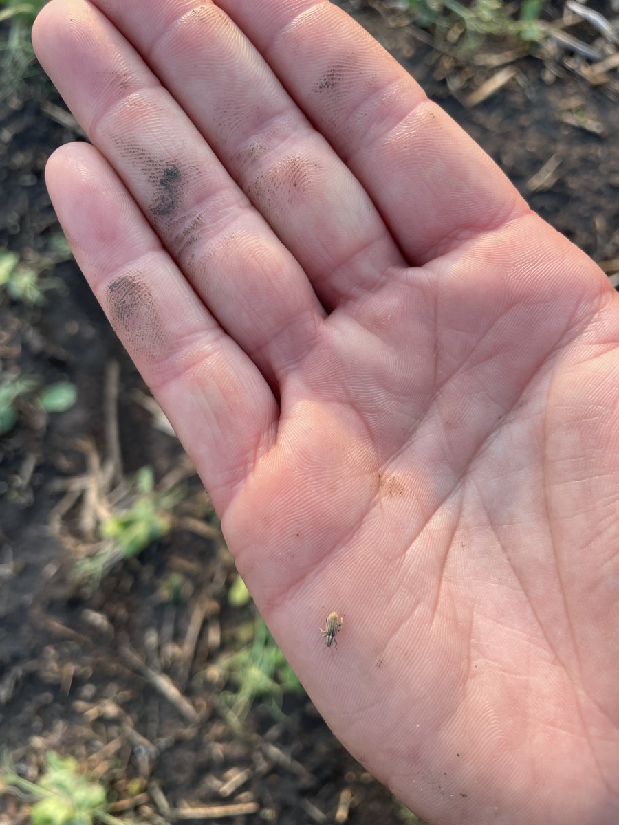 SynergyAGYktn's tweet image. Pea scouting tip! 🔎
When walking pea fields take a look to see if there is any notching on the leaf margins. If you notice notching then you have Pea Leaf Weevil. Seed treatments are the only control option in the market today.
#synergyag #rootsyoucancounton #scoutingtips #peas