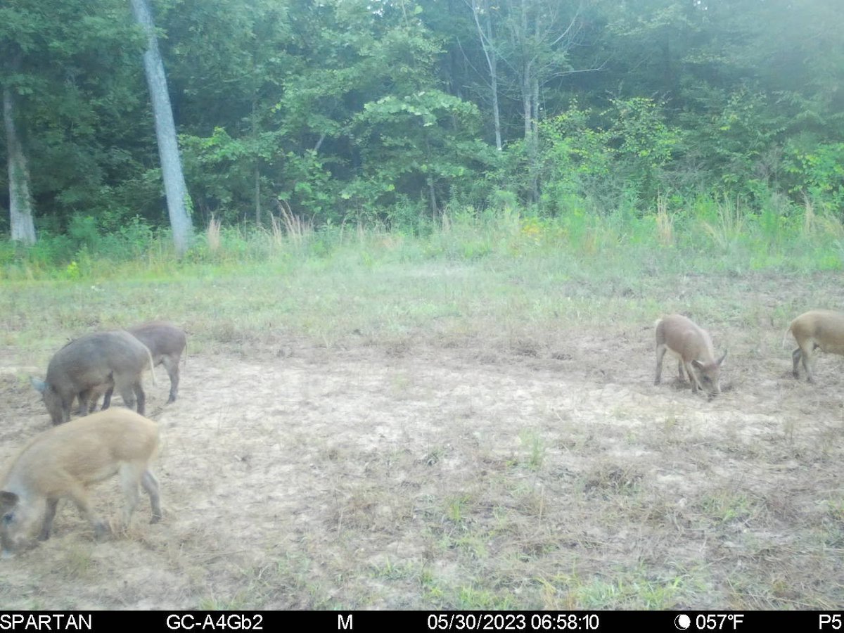 MnagemtAdvntge's tweet photo. Time for a little #BullCreek medicene! #wildhogs #hogtrapping https://t.co/NruHf5eQFj