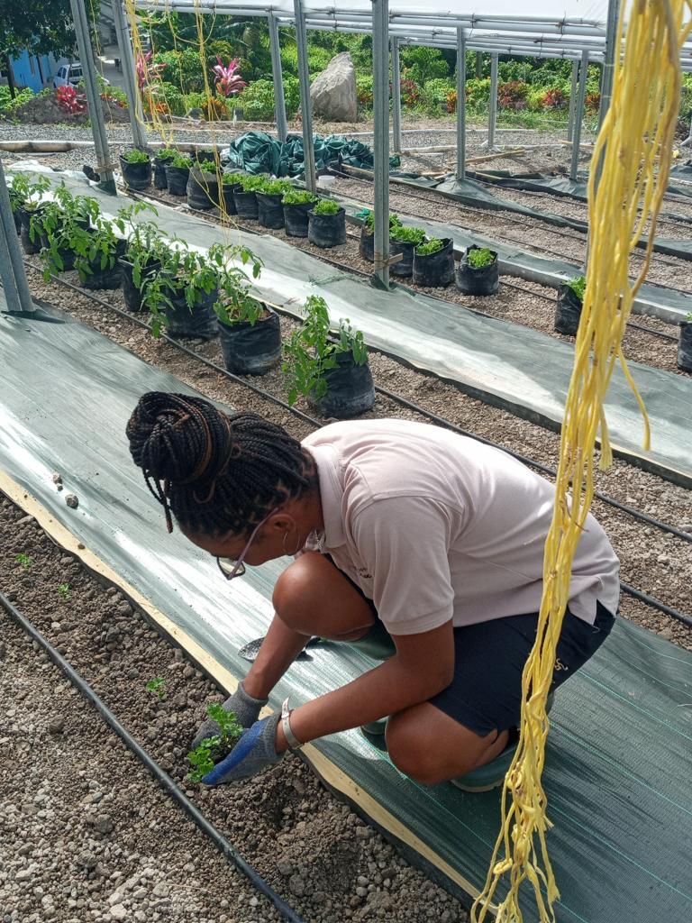 Back in November, we cut the ribbon on the Helen’s Daughter & Hotel Chocolat Farm. Our hardworking apprentices are ensuring the hotel’s restaurants are stocked with some of the best produce! Be sure to pop by our farm on your next visit to Project Chocolat! #helensdaughtersslu