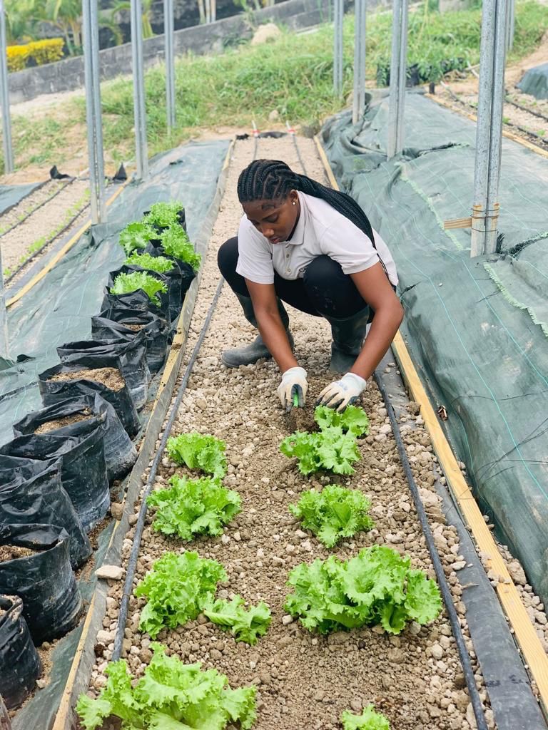 HelenDaughters's tweet image. Back in November, we cut the ribbon on the Helen’s Daughter &amp;amp; Hotel Chocolat Farm. Our hardworking apprentices are ensuring the hotel’s restaurants are stocked with some of the best produce!

Be sure to pop by our farm on your next visit to Project Chocolat!

#helensdaughtersslu